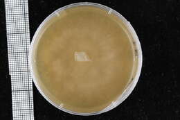 Image of Pythiales