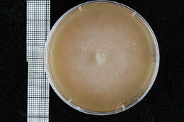 Image of Pythiales