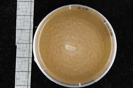 Image of Pythiales