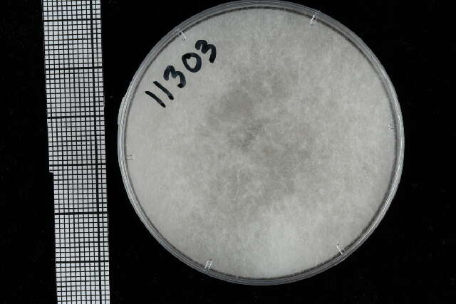 Image of Pythiales
