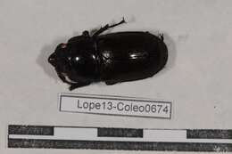 Image of stag beetles