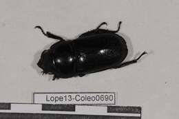 Image of stag beetles