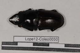 Image of stag beetles