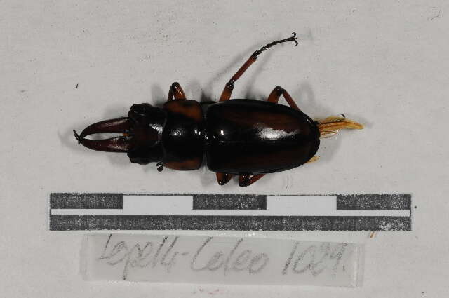 Image of stag beetles