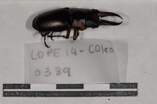 Image of stag beetles