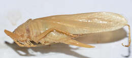 Image of Hexacentrus