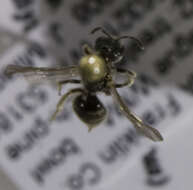 Imagem de <i>Lasioglossum katherineae</i>