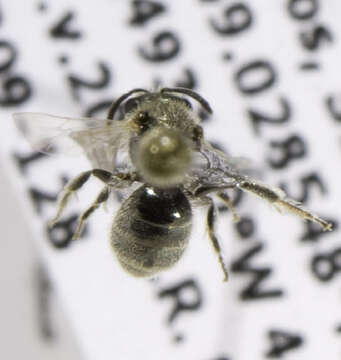 Image of <i>Lasioglossum sandhousiellum</i>