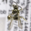 Image of Lasioglossum sublatens (Cockerell 1926)