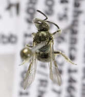 Lasioglossum sublatens (Cockerell 1926)的圖片