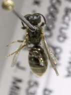 Image of <i>Lasioglossum katherineae</i>