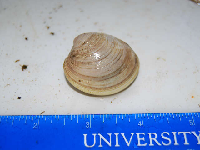 Image of quahog