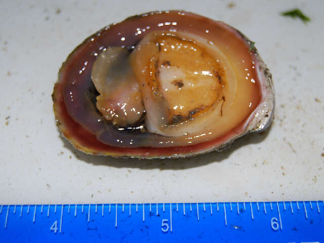 Image of Common slipper shell