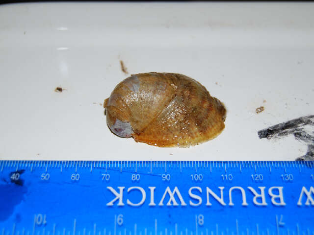 Crepidula fornicata (Linnaeus 1758)的圖片