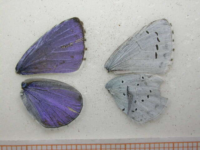 Image of holly blue