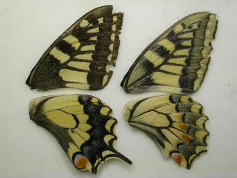 Image of Old World Swallowtail