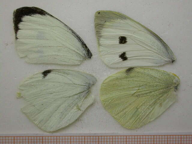 Image of cabbage butterfly