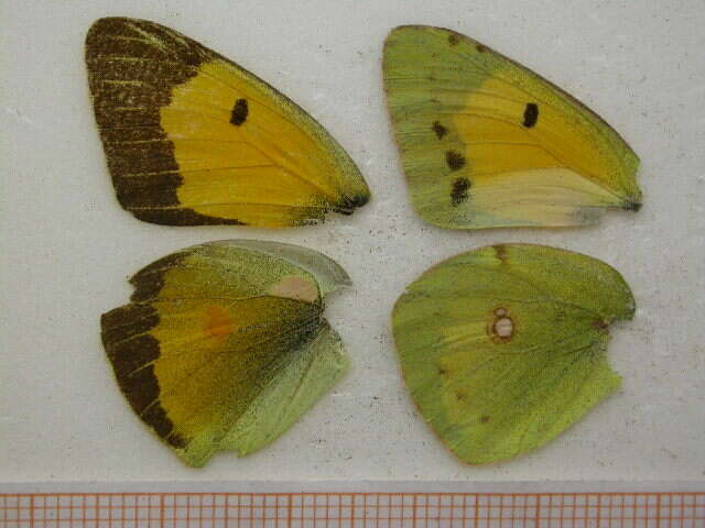 Image of clouded yellow