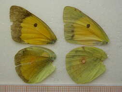 Image of clouded yellow