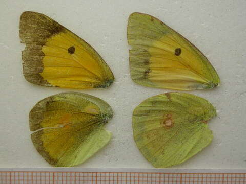 Image of clouded yellow