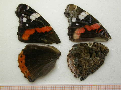 Imagem de Vanessa atalanta Linnaeus 1758