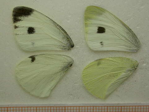 Image of Southern Small White