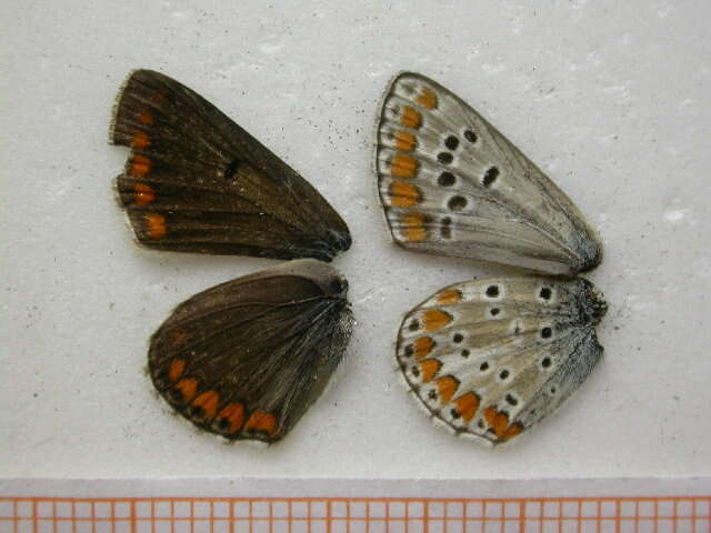 Image of brown argus