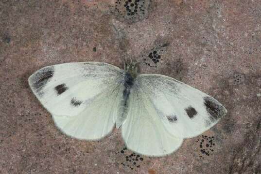 Image of Southern Small White