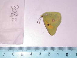 Image of clouded yellow