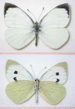 Image of cabbage butterfly