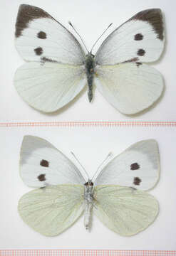 Image of cabbage butterfly