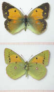 Image of clouded yellow