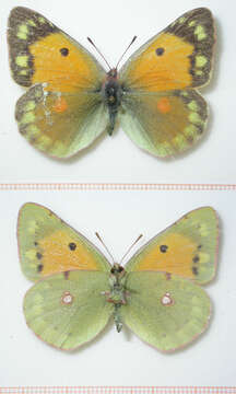 Image of clouded yellow