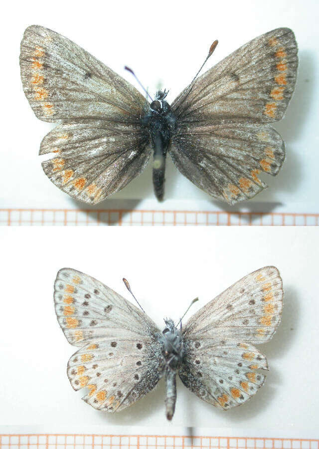 Image of brown argus