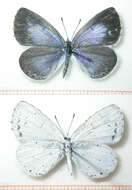 Image of holly blue