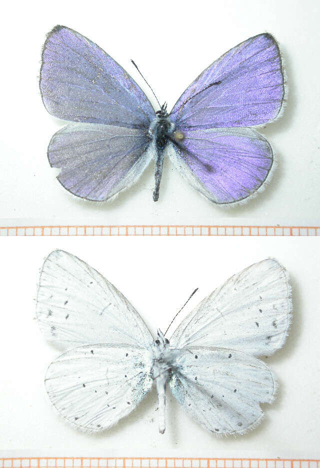 Image of holly blue