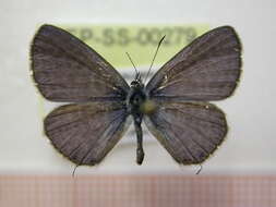 Image of Lang's Short-tailed Blue