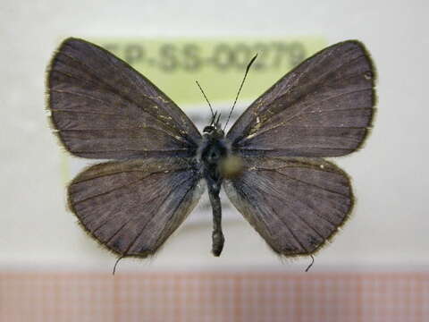 Image of Lang's Short-tailed Blue