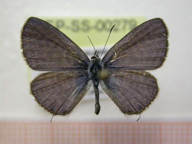 Image of Lang's Short-tailed Blue