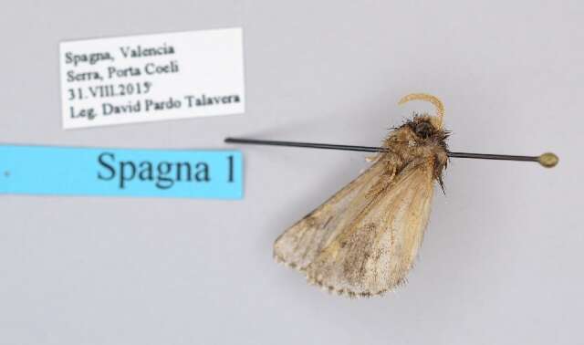 Image of Thaumatopoea pityocampa