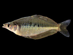 Image of Leggett&#39;s rainbowfish