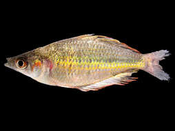 Image of Leggett&#39;s rainbowfish