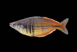 Image of Ajamaru lakes rainbowfish