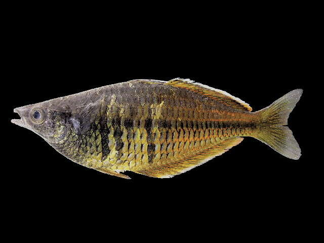 Image of Ajamaru lakes rainbowfish