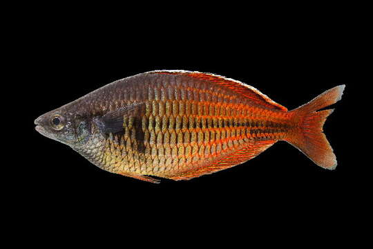 Image of Ajamaru lakes rainbowfish