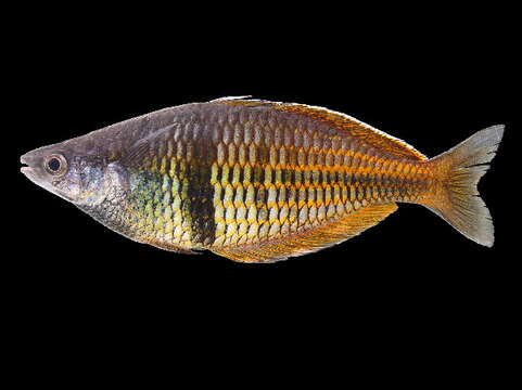 Image of Ajamaru lakes rainbowfish