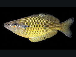 Image of Yakati rainbowfish