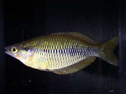 Image of Yakati rainbowfish
