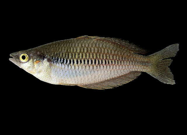 Image of Yakati rainbowfish