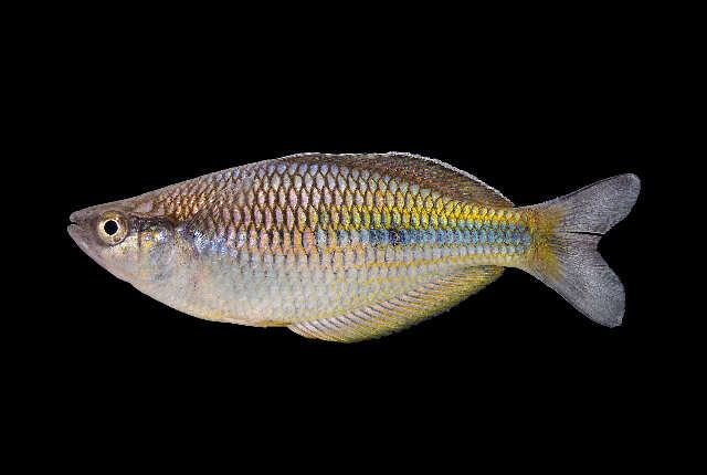 Image of Arfak rainbowfish
